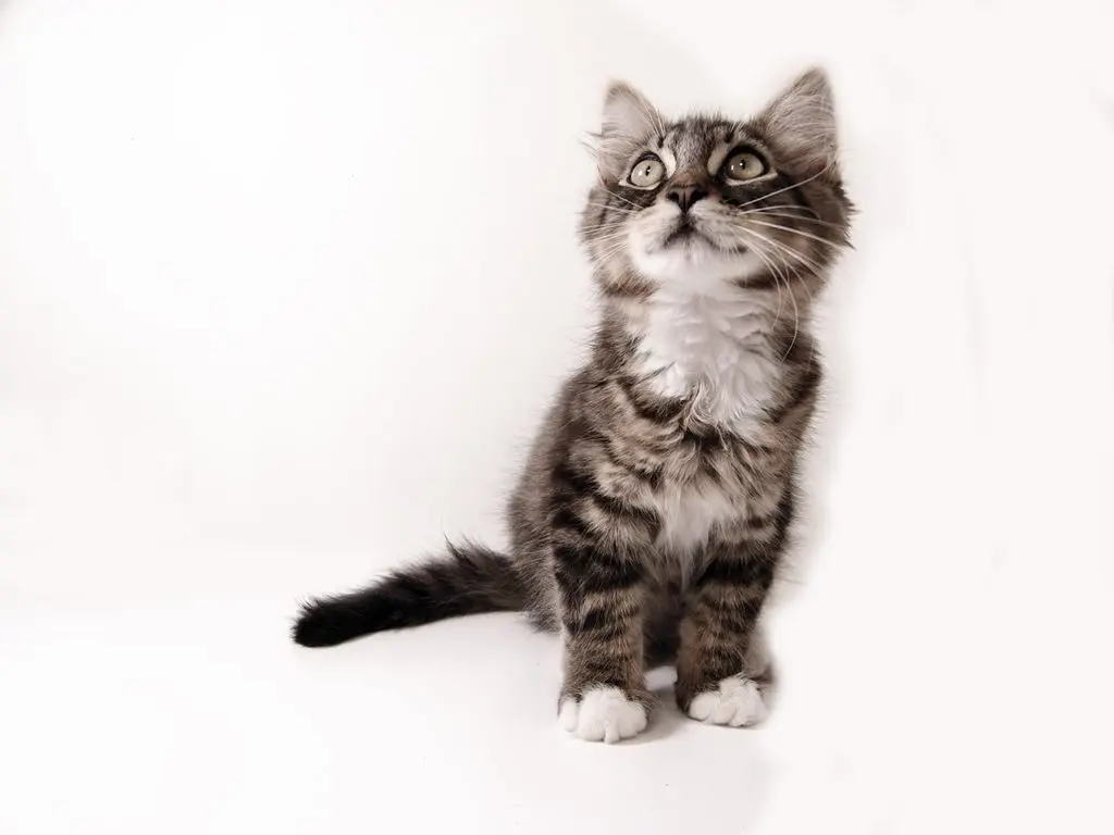 Understanding Cat Stock: Trends and Investment Insights