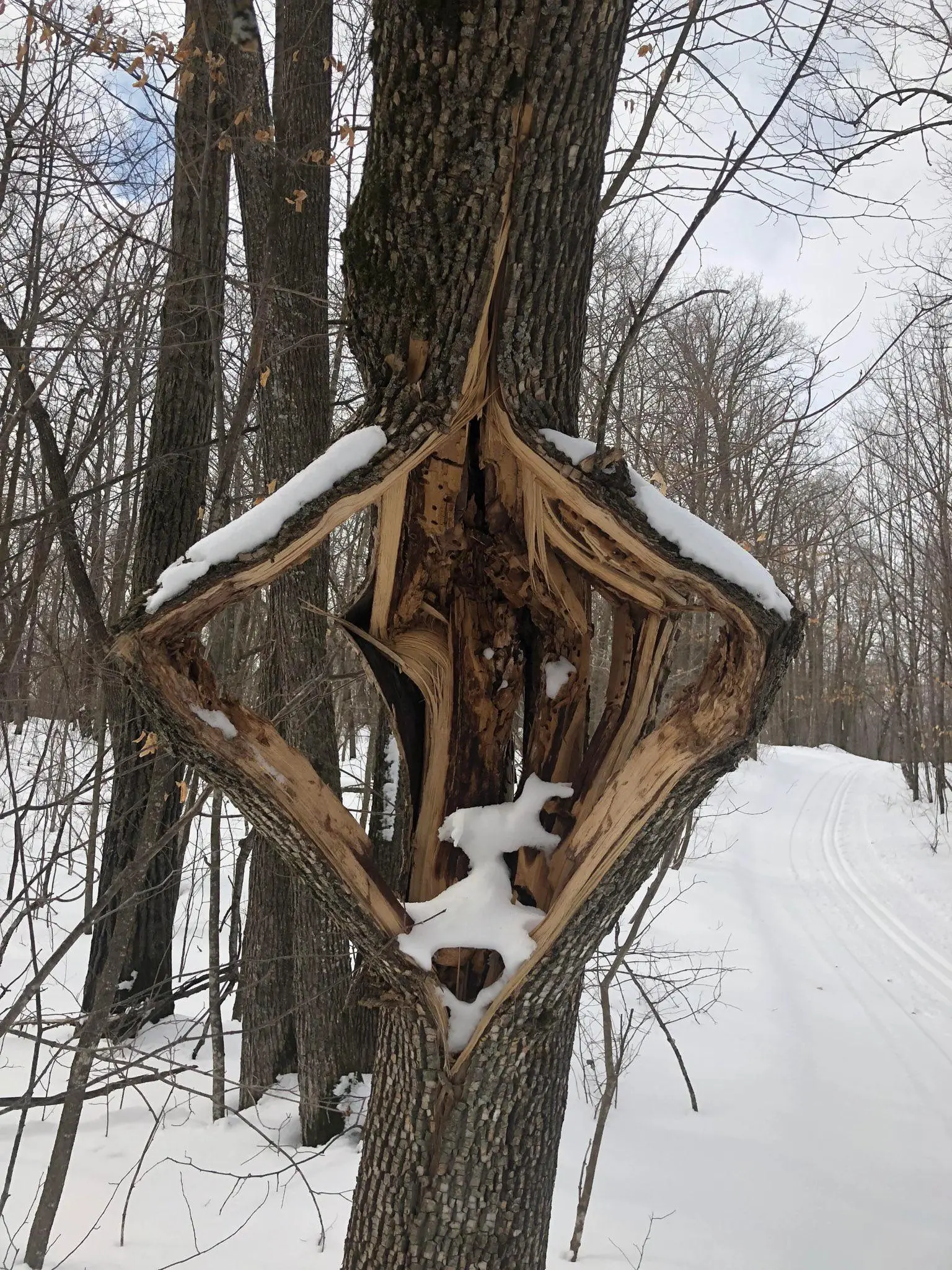 Understanding Exploding Trees Due to Cold Weather