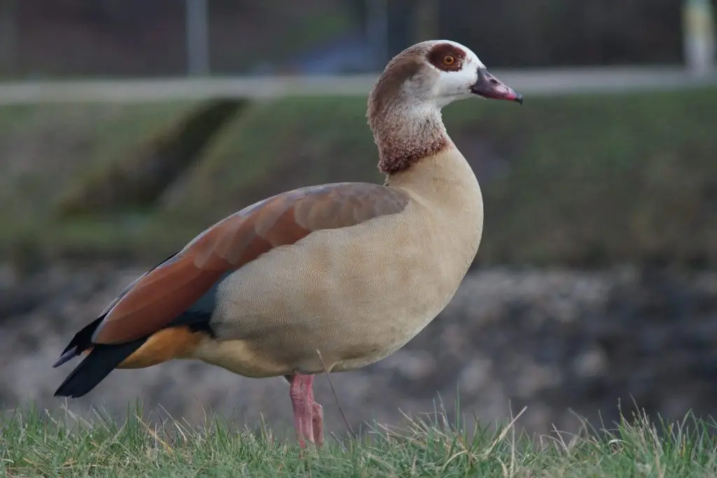 The Fascinating World of Geese: Behavior and Habitats