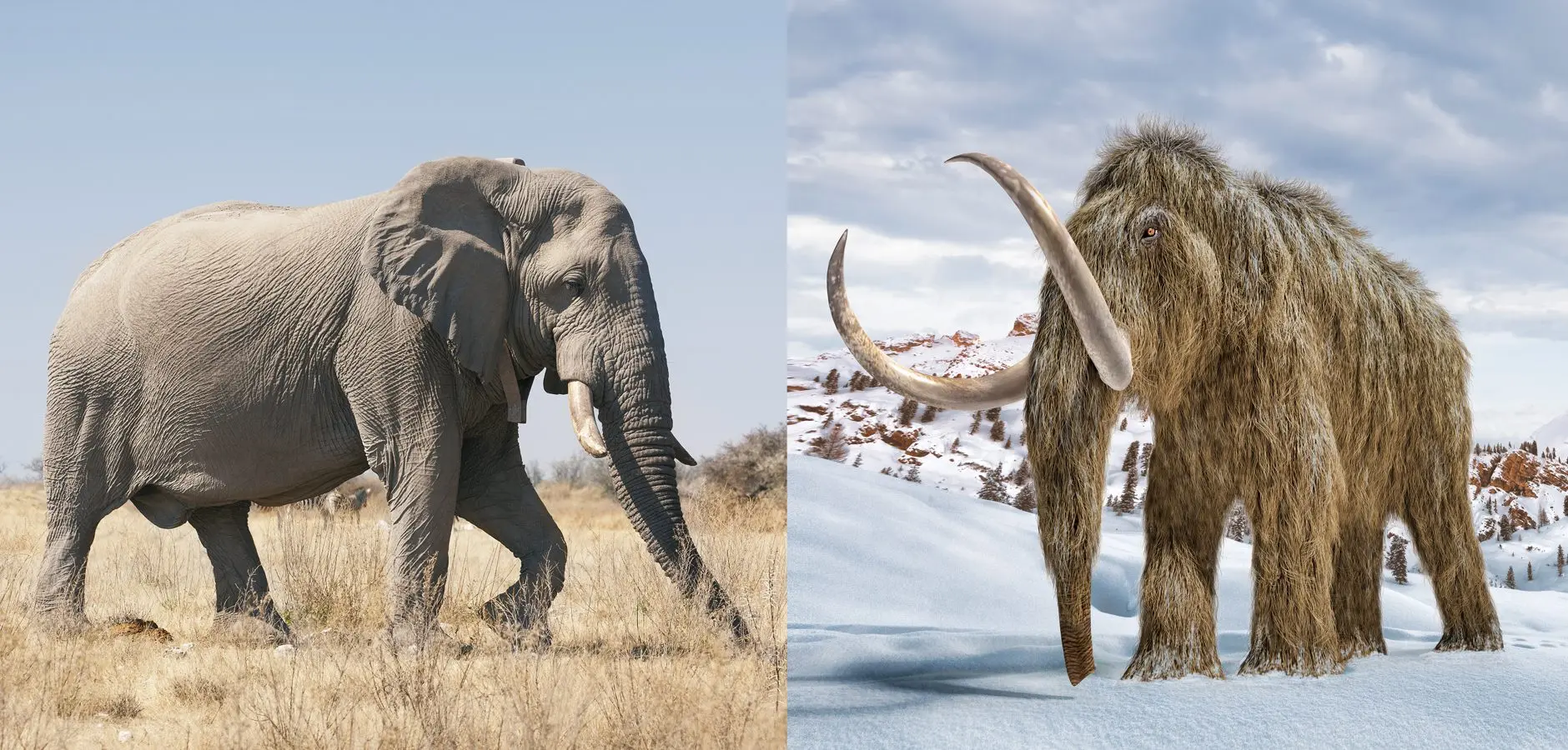 The Fascinating Collision of Mammoth vs Lightning