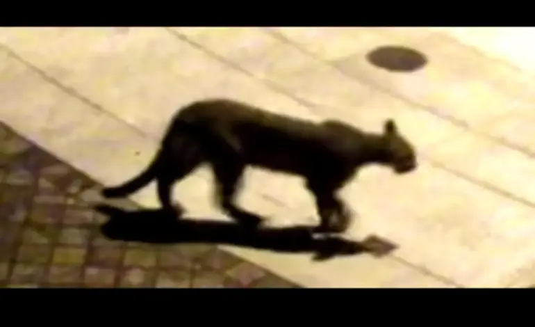 Recent Mountain Lion Sightings in San Francisco: What You Need to Know