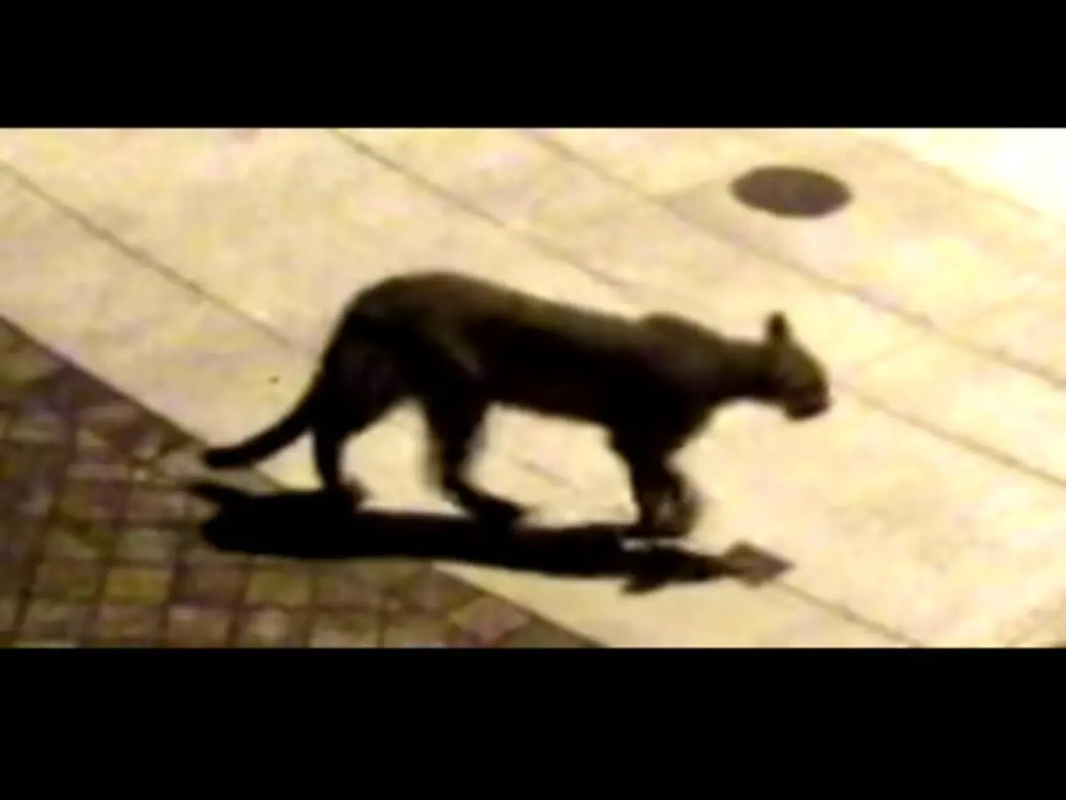 Recent Mountain Lion Sightings in San Francisco: What You Need to Know