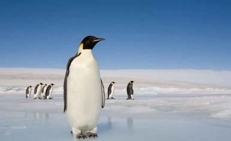 The Fascinating World of Penguins and Their Habitats