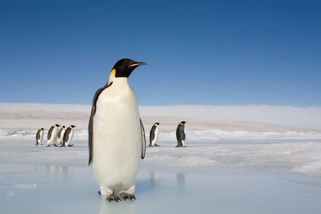 The Fascinating World of Penguins and Their Habitats