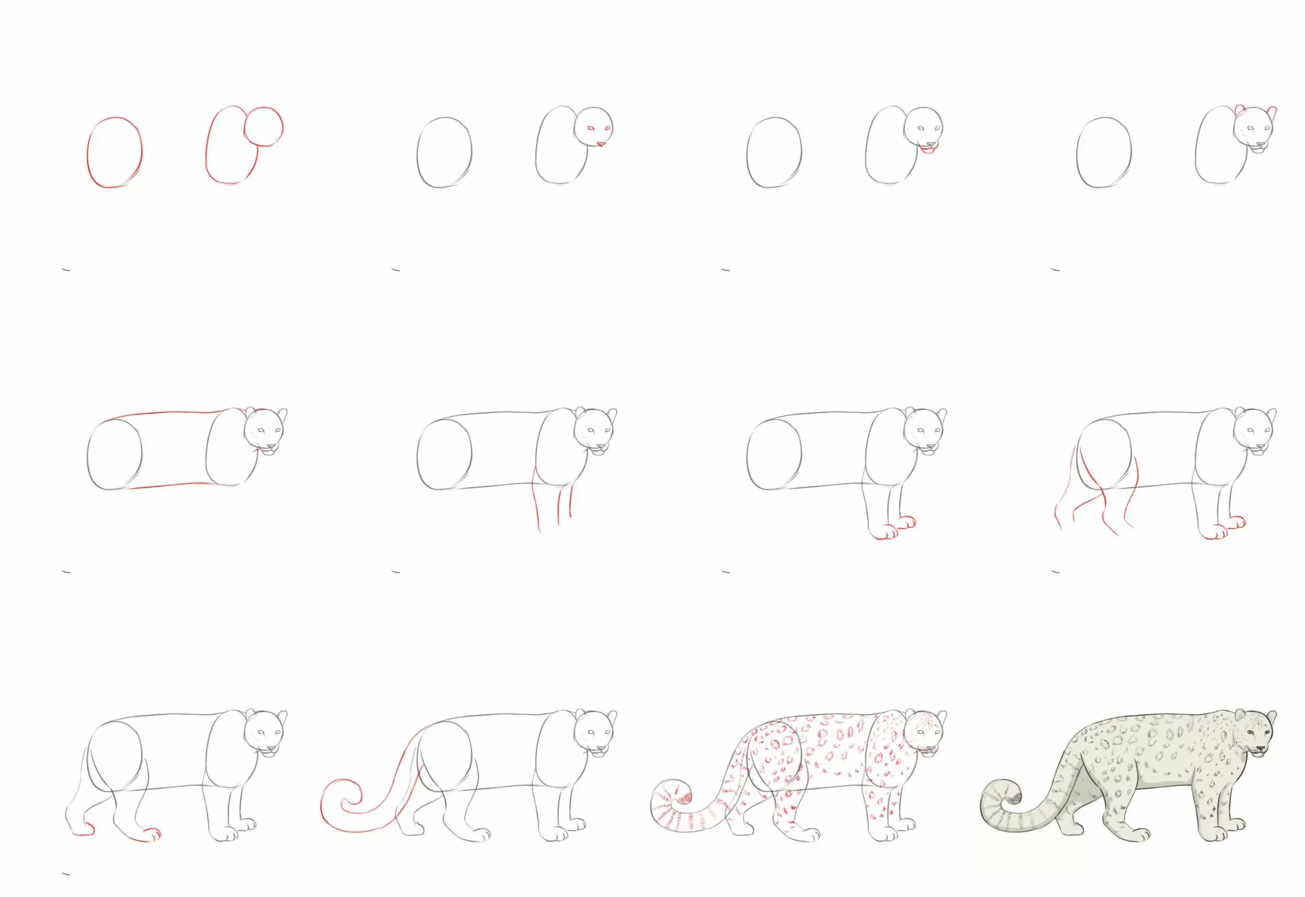 Understanding the Snow Leopard: Conservation and Challenges