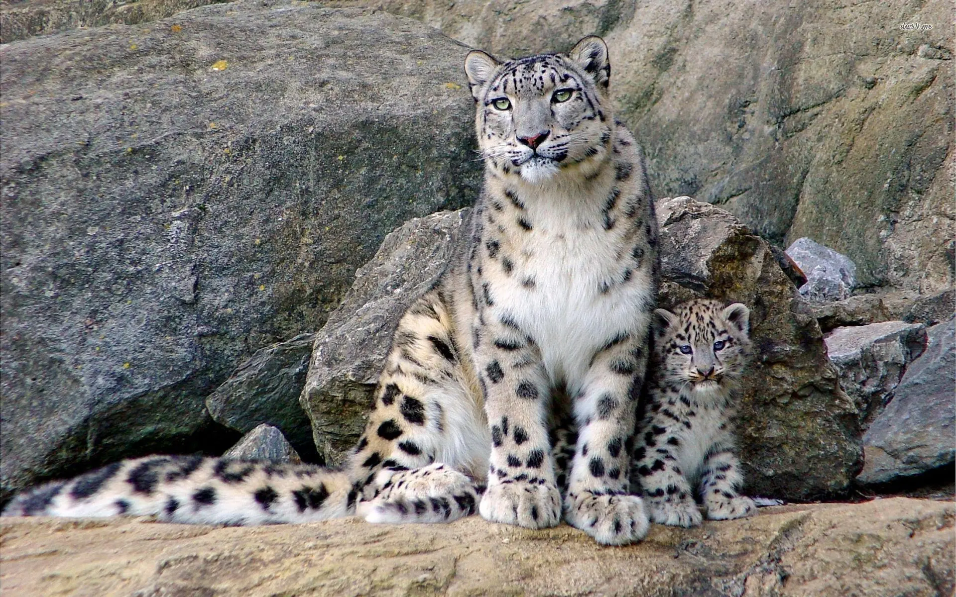 Understanding Snow Leopards and Their Conservation Needs