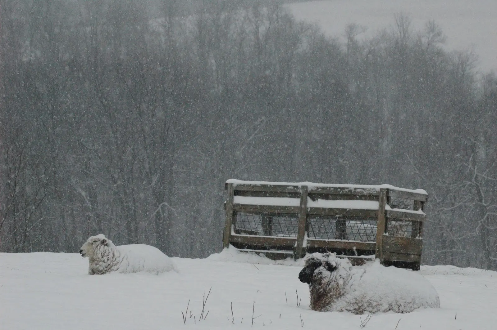 Urgent Weather Alert: Snowstorm This Weekend Details