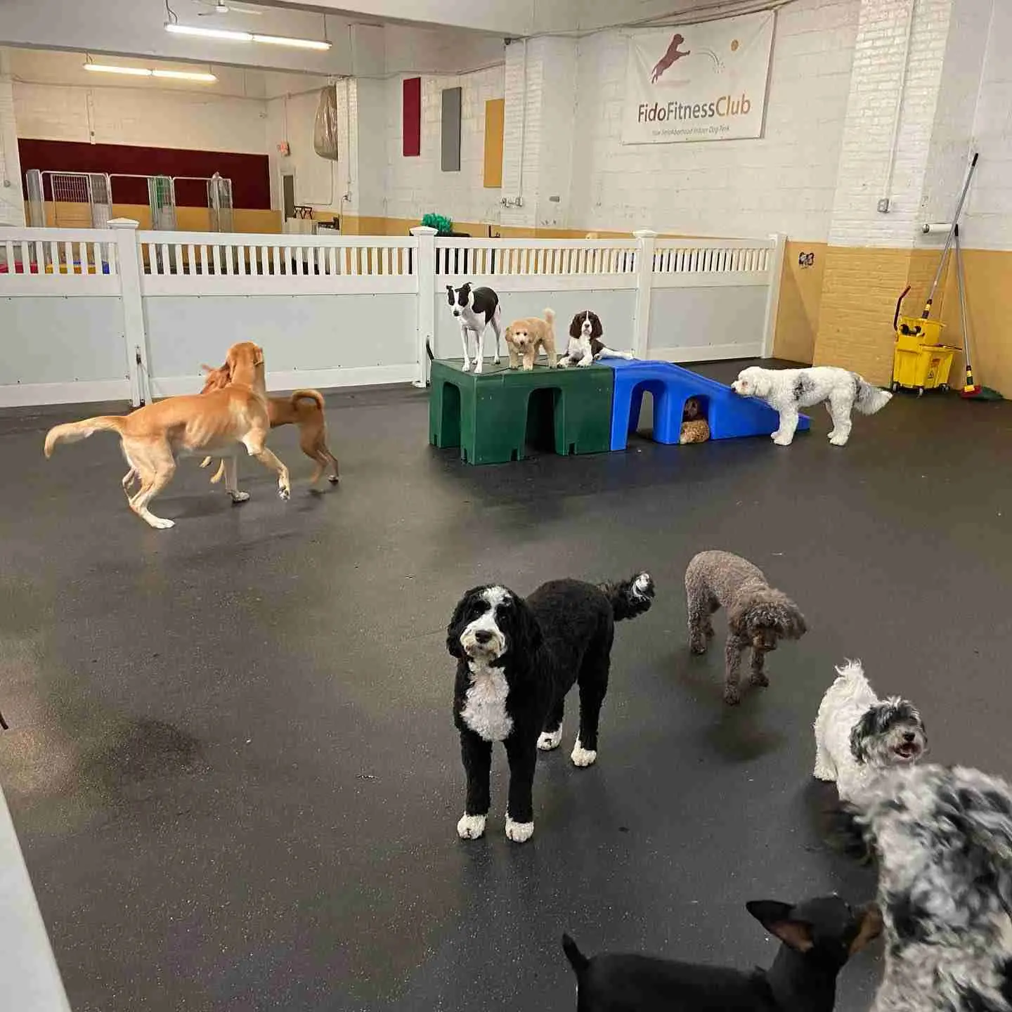 The Unique Sounds of Doggy Daycare: A Deep Dive
