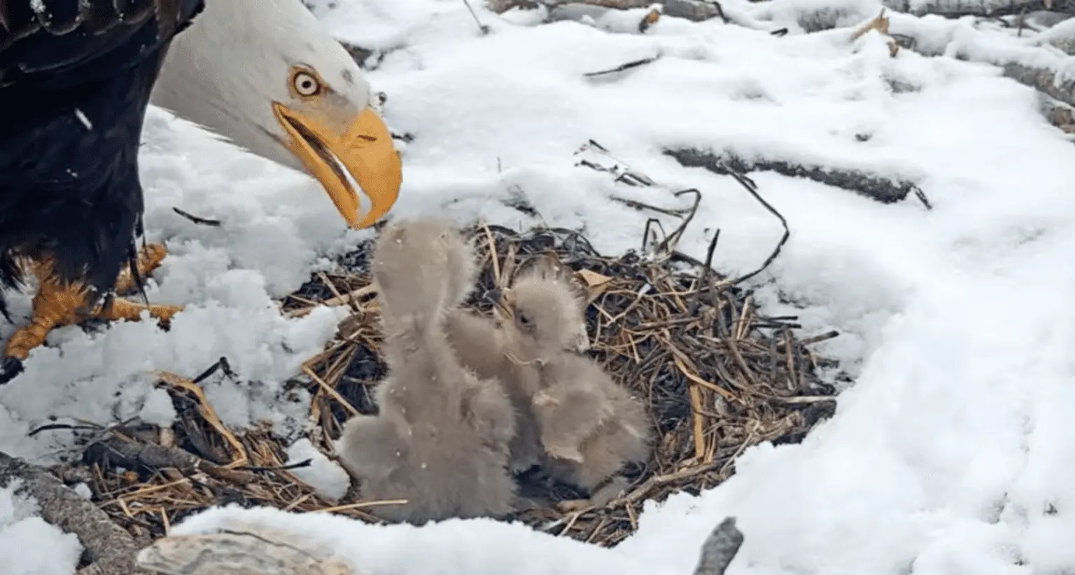 Discover the Big Bear Eagle Cam: A Live Look at Nature