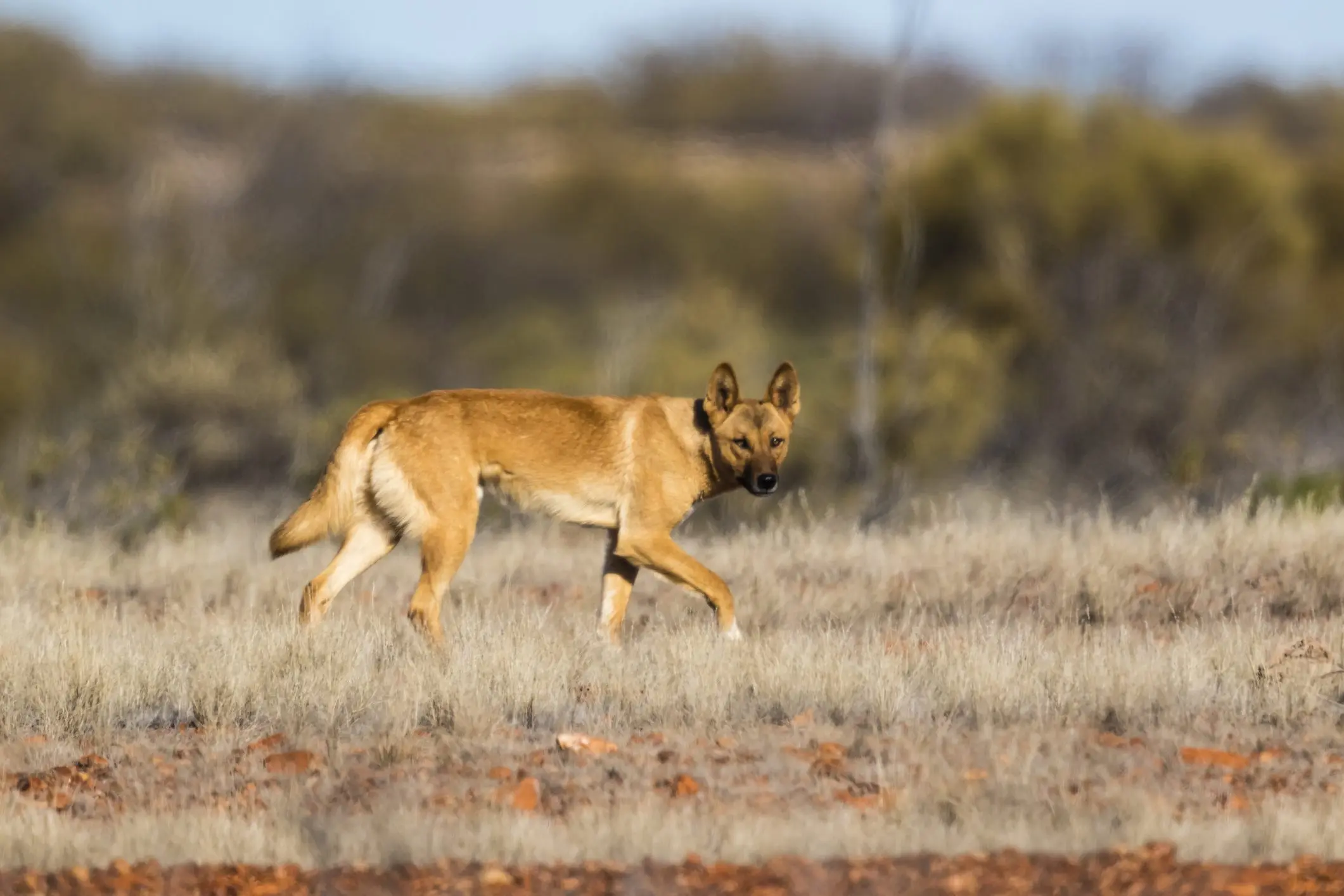 Exploring the Significance and Challenges of Dingoes in Australia