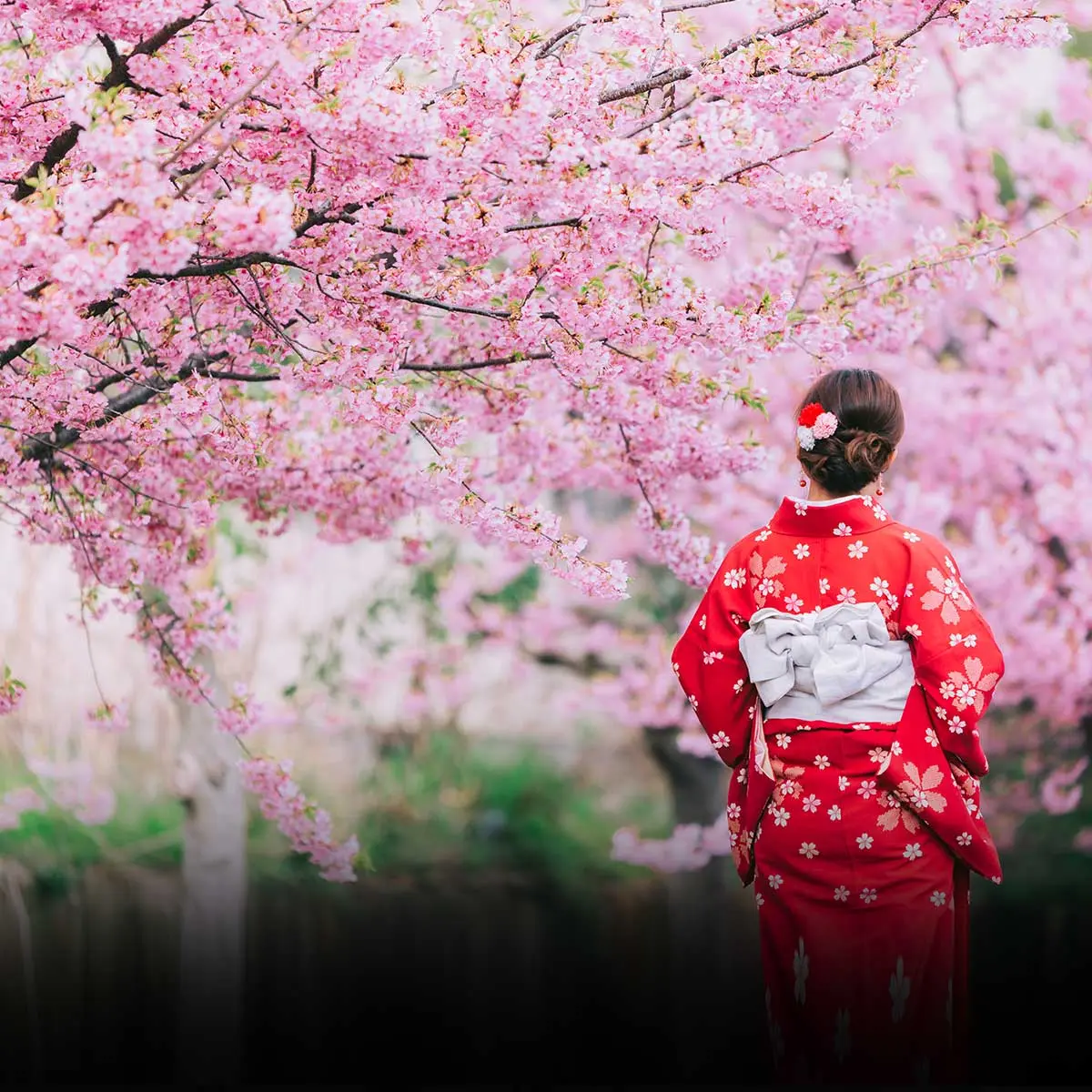 Celebrating the Joy of the Japanese Cherry Blossom Festival