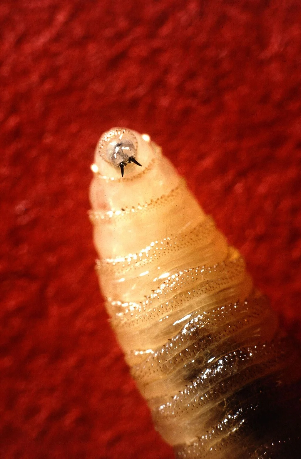 Understanding the New World Screwworm: Threats and Solutions