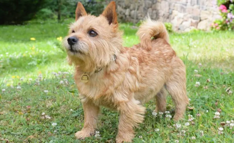Exploring the Norwich Terrier: A Loyal Companion