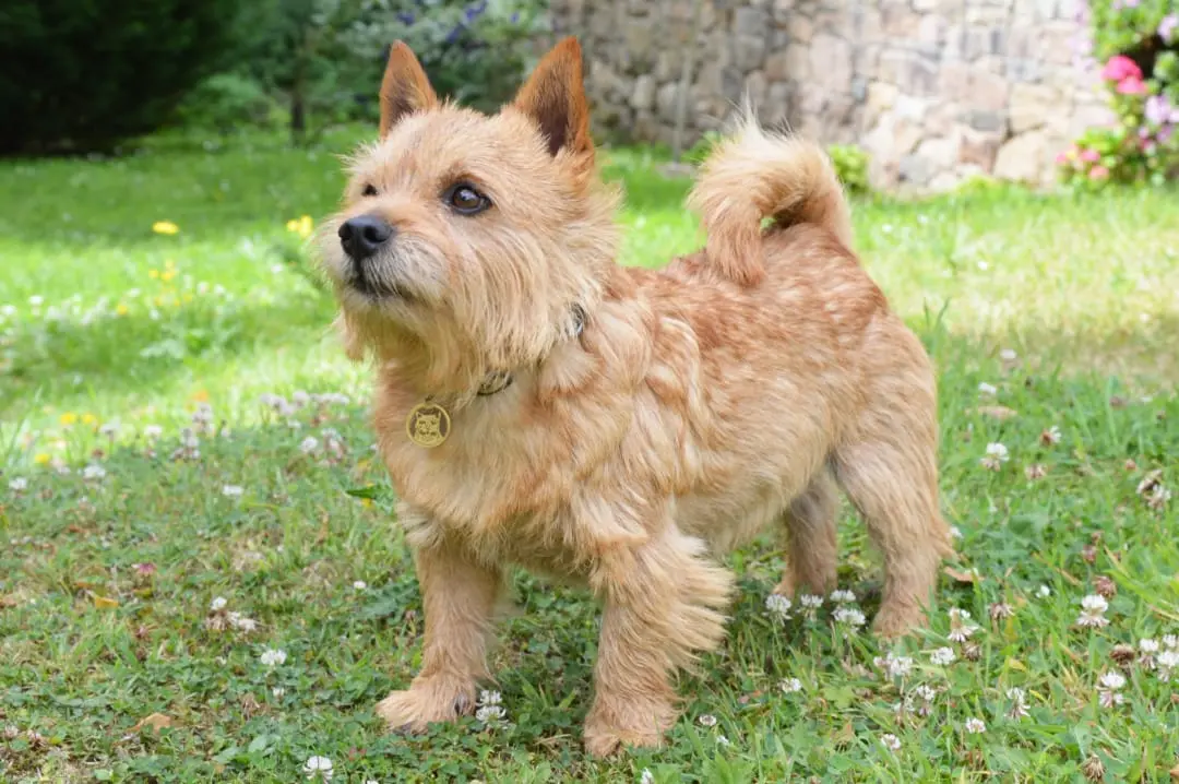 Exploring the Norwich Terrier: A Loyal Companion