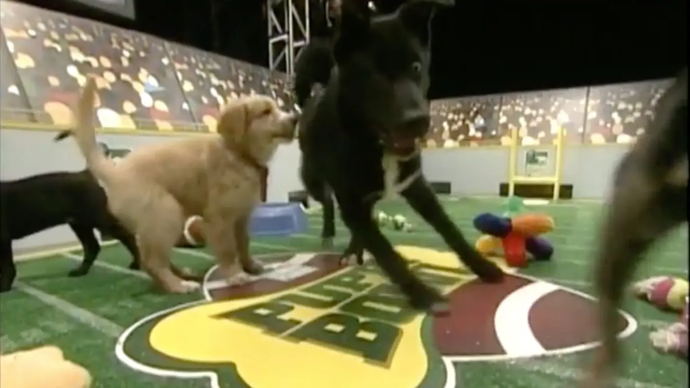 Everything You Need to Know About Puppy Bowl 2024
