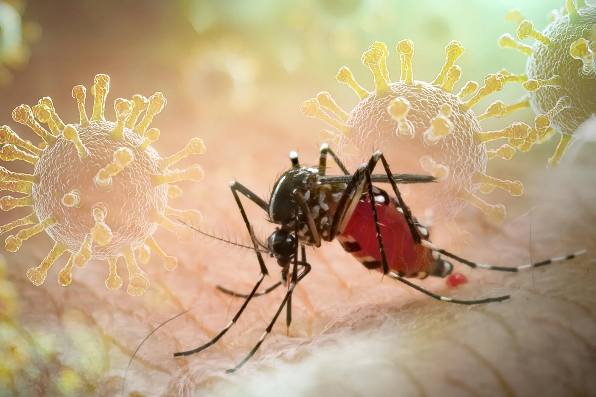 Understanding the Seychelles Chikungunya Virus Outbreak