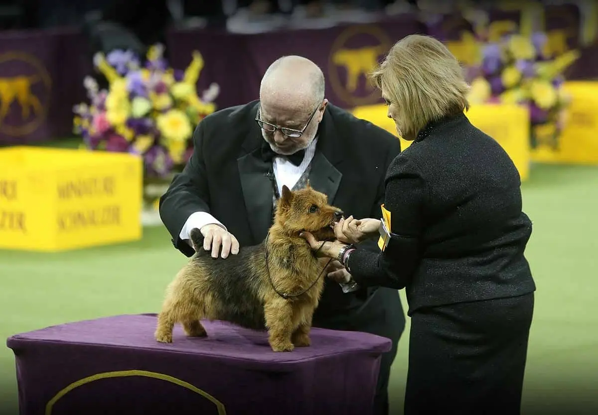 A Look at the Westminster Dog Show 2023