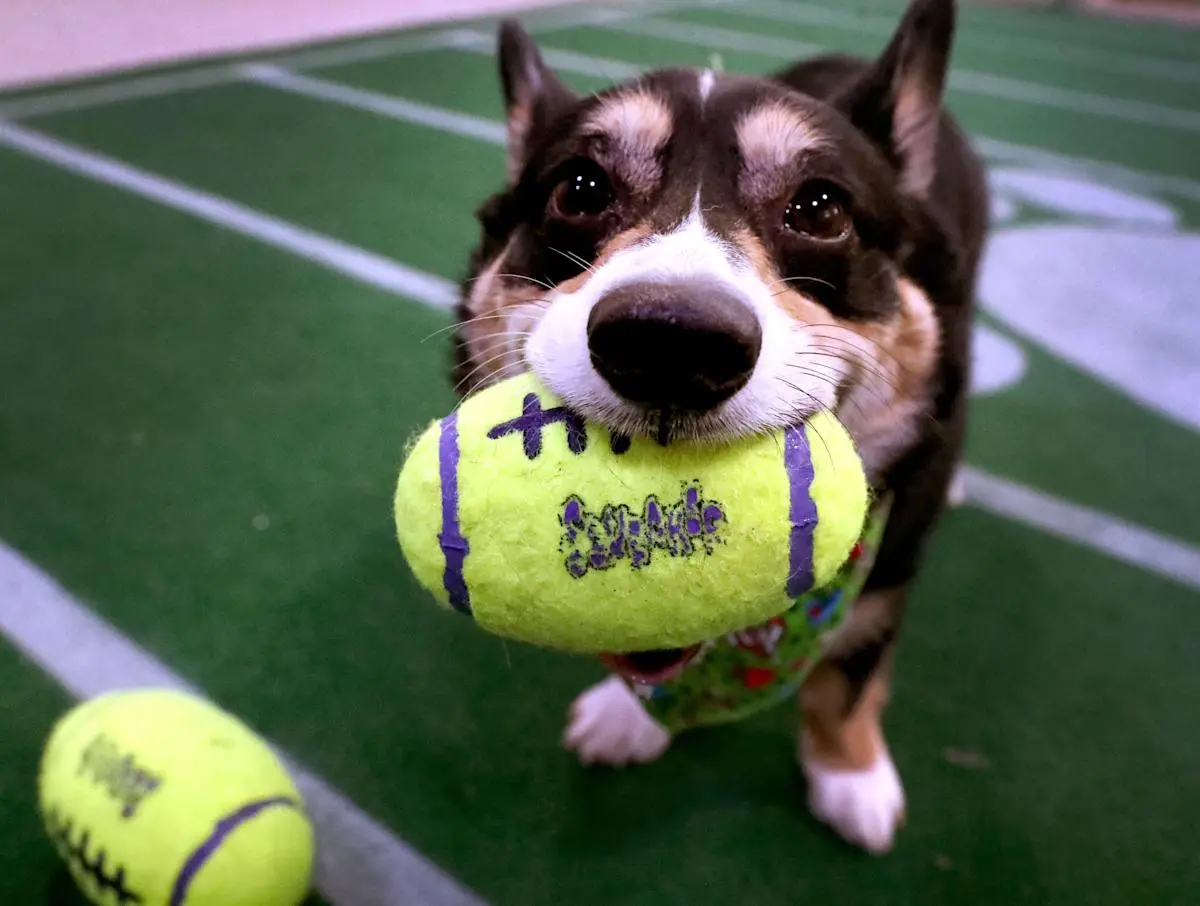 Highlights and Winner of Puppy Bowl 2026