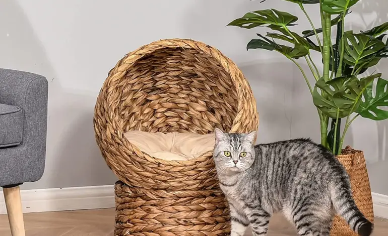 cat — IN news
