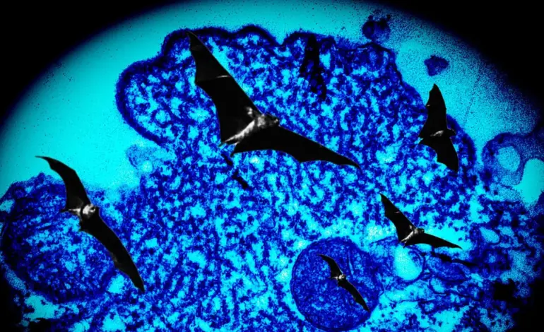 nipah virus — IN news