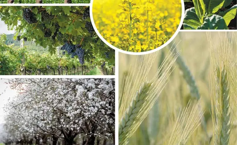 upl — IN news