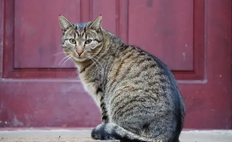 cat gatekeeper extension — IN news