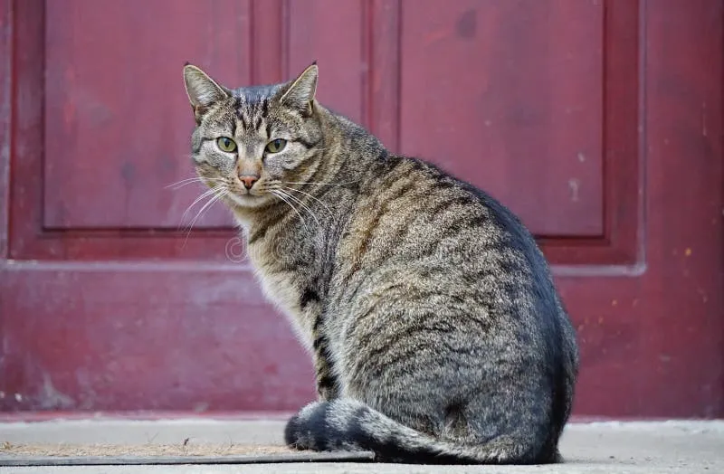 Cat gatekeeper extension: A Playful Solution to Doomscrolling