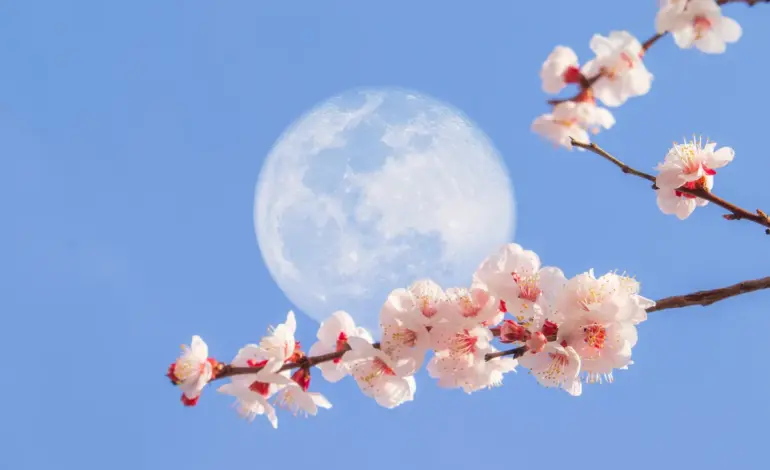 Flower moon full moon: The : A Scorpio Event in May 2026