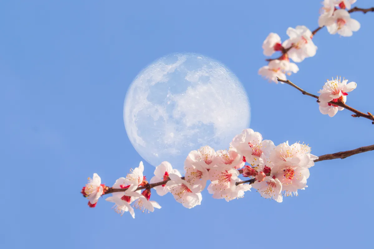 Flower moon full moon: The : A Scorpio Event in May 2026