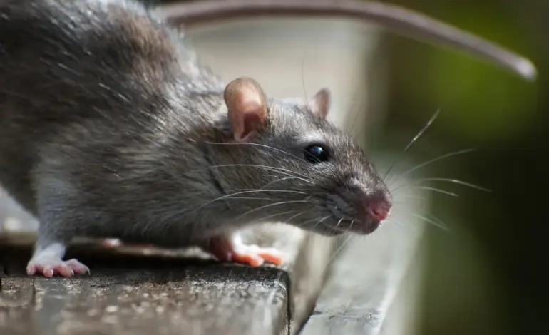 hantavirus infections cruise ship — IN news