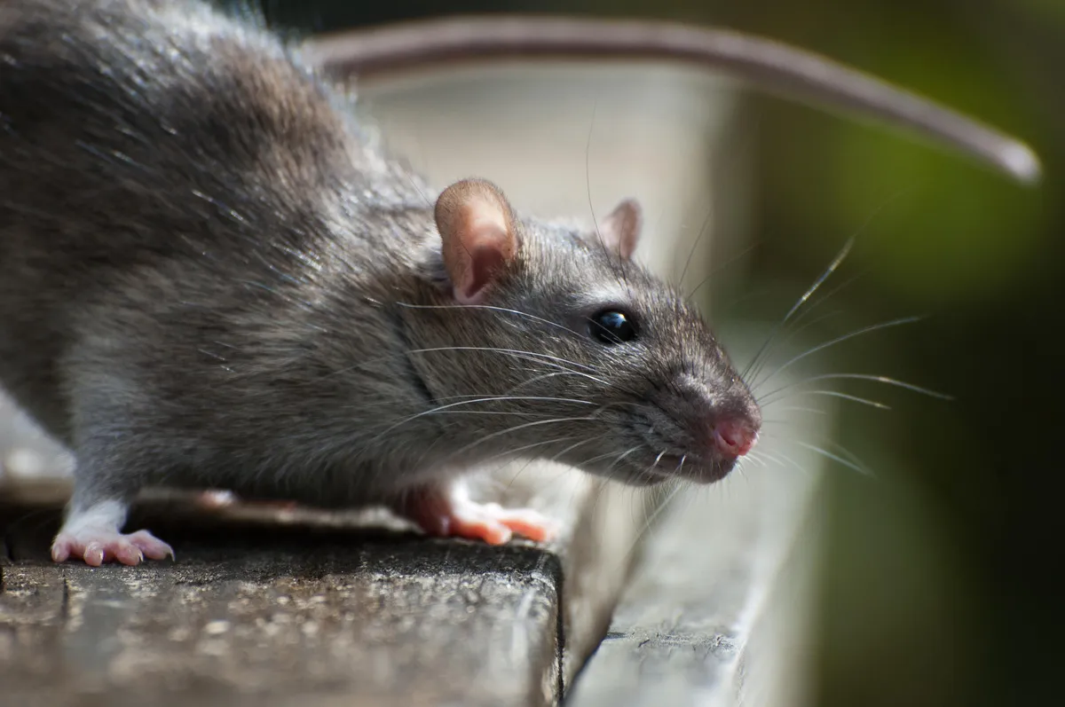 Hantavirus infections cruise ship: Hantavirus Infections on a Cruise Ship Raise Alarms